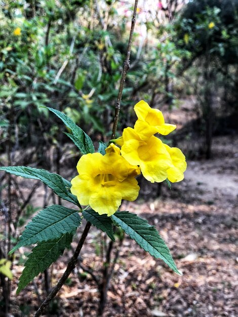 Makroschuß der reizenden gelben Blume