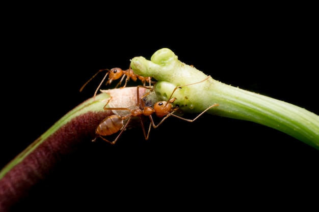 Makroschuß der roten Ameise in der Natur. Rote Ameise ist sehr klein. Tiefenschärfe,