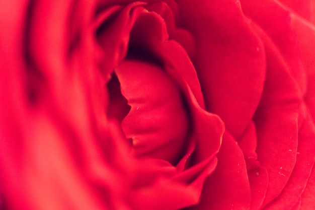 Makroschuß der Rotrose blühend mit rosafarbener Knospe