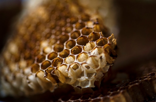 Makroschuß der wirklichen Bienenstockwabe