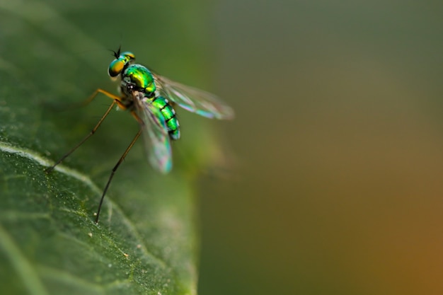 Makroschuß des grünen Hauses fliegen in den Baum des Waldes