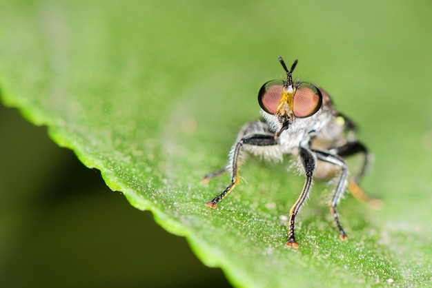 Makroschuß eines roten Auges der kleinen Fliege auf einem blured Hintergrund des grünen Blattes