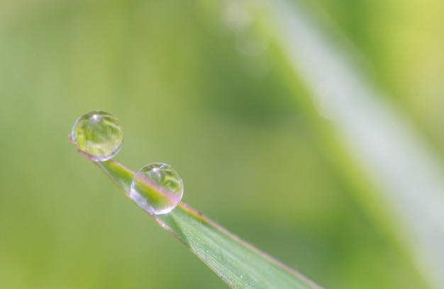 Makroschuss von Wassertropfen auf grünem Blatt