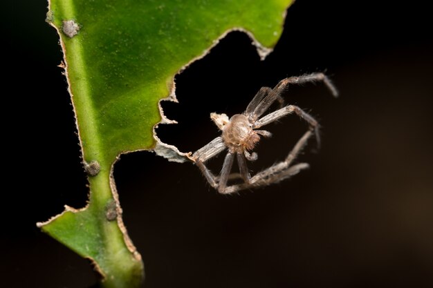 Makrospinne auf Blatt