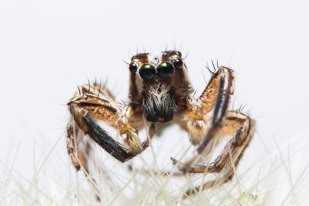 Makrospinne auf Blatt