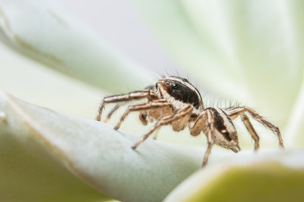 Makrospinne auf Blatt