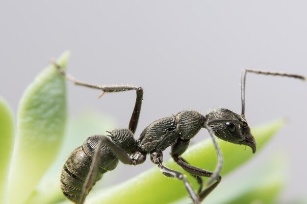 Makrospinne auf Blatt