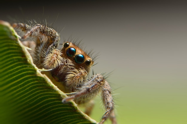 Makrospinne auf Blatt