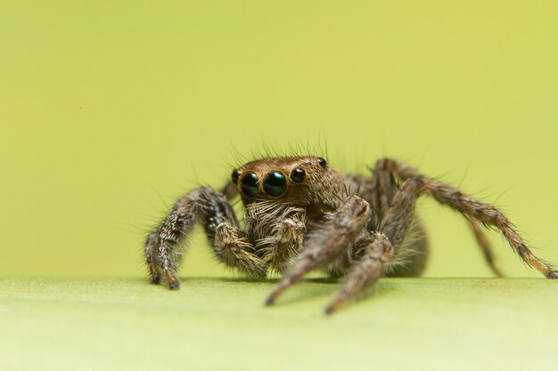 Makrospinne auf Blatt