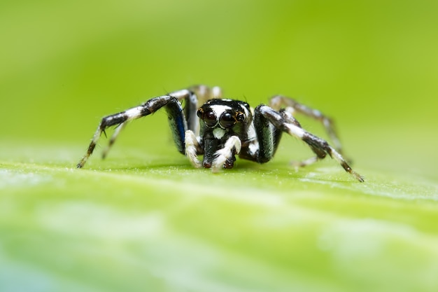 Makrospinne auf Blatt