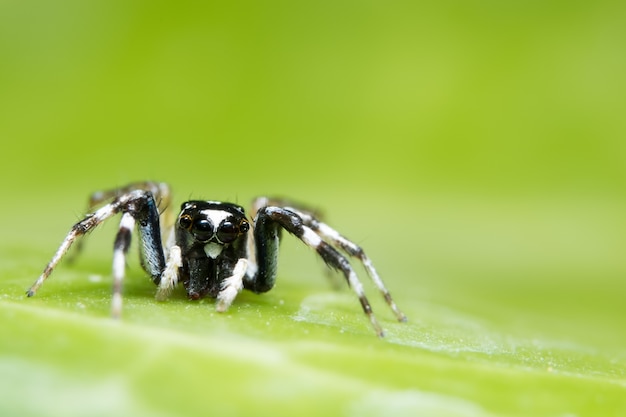 Makrospinne auf Blatt