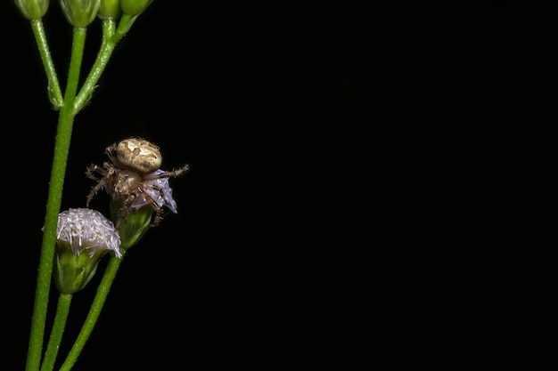 Makrospinne auf Blatt