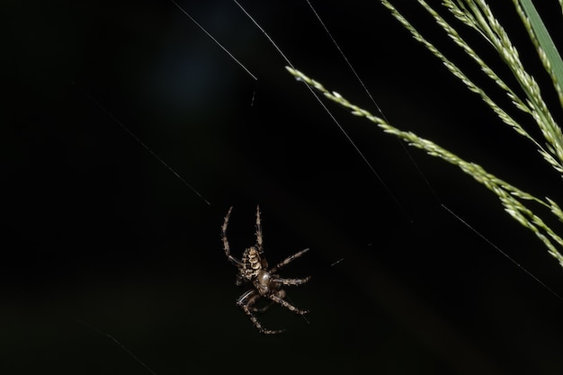 Makrospinne auf Blatt