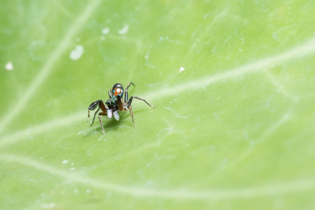 Makrospinne auf Blatt