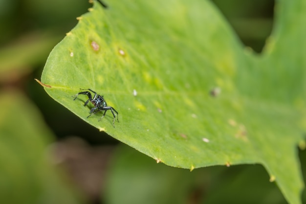 Makrospinne auf Blatt