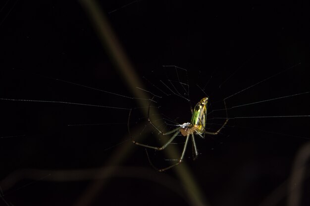 Makrospinne auf Blatt