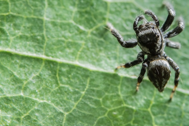 Makrospinne auf Blatt