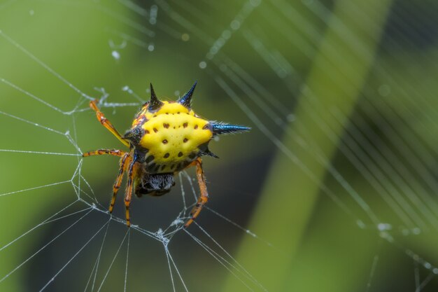 Makrospinne auf Blatt