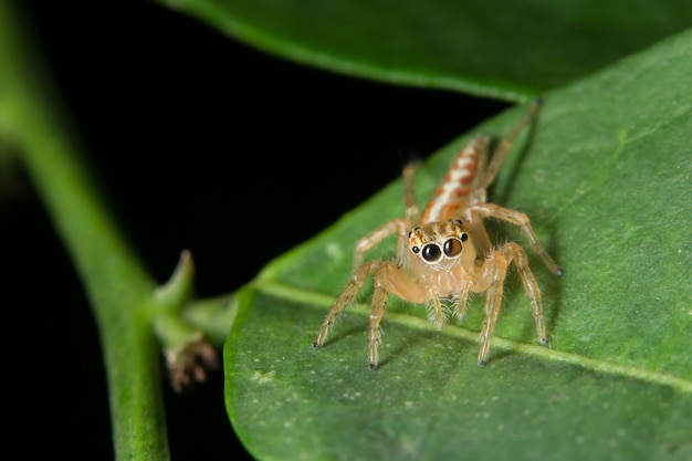 Makrospinne auf dem Blatt