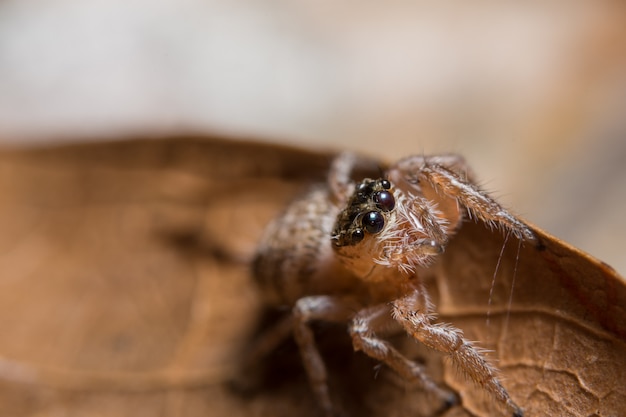 Makrospinne auf dem Blatt