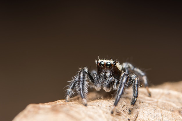 Makrospinne auf dem Blatt