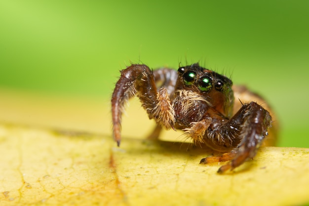 Makrospinne auf dem Blatt