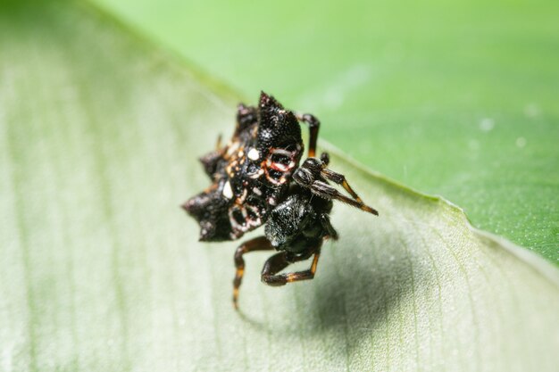 Makrospinne auf dem Blatt