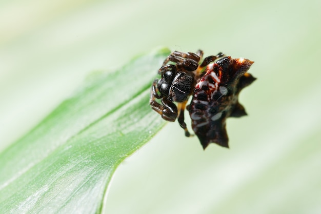 Makrospinne auf dem Blatt