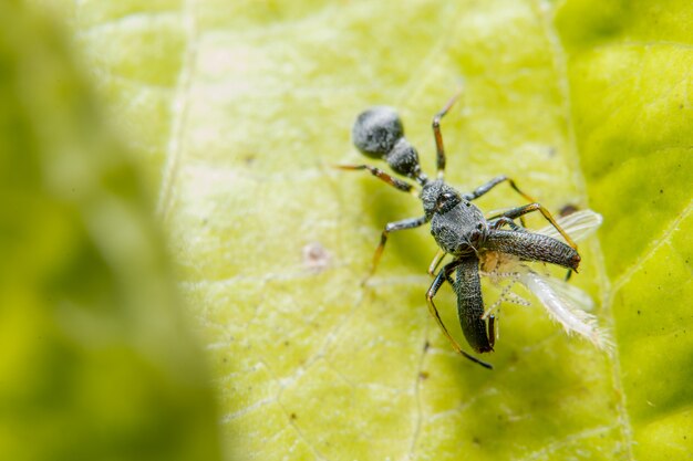 Makrospinne auf dem Blatt