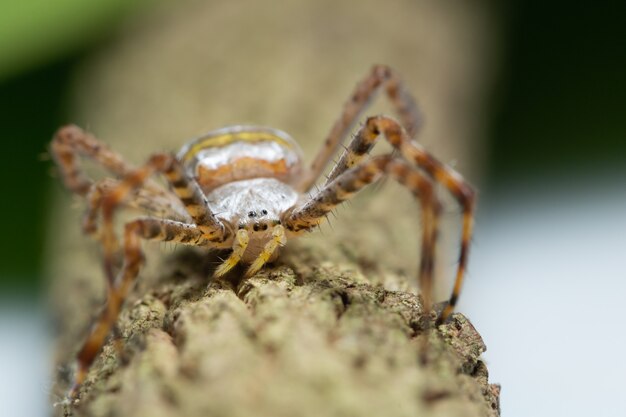 Makrospinne auf der Anlage