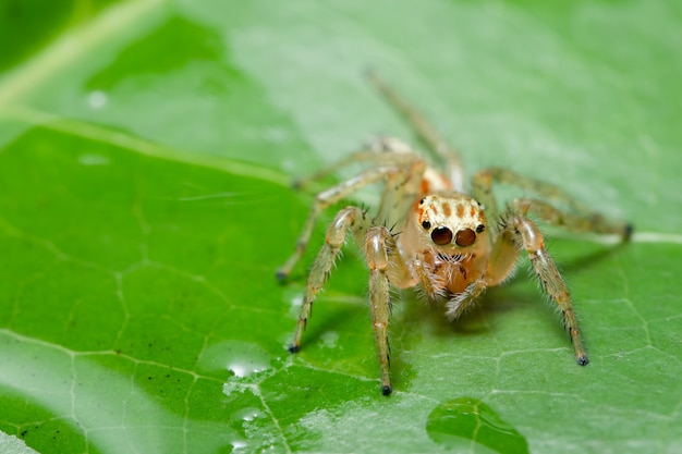 Makrospinne auf der Anlage