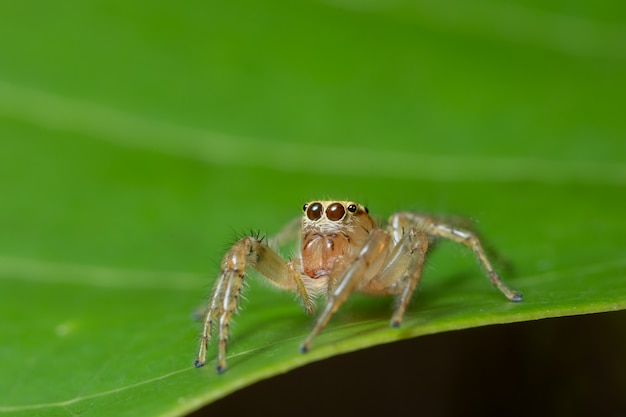 Makrospinne auf der Anlage