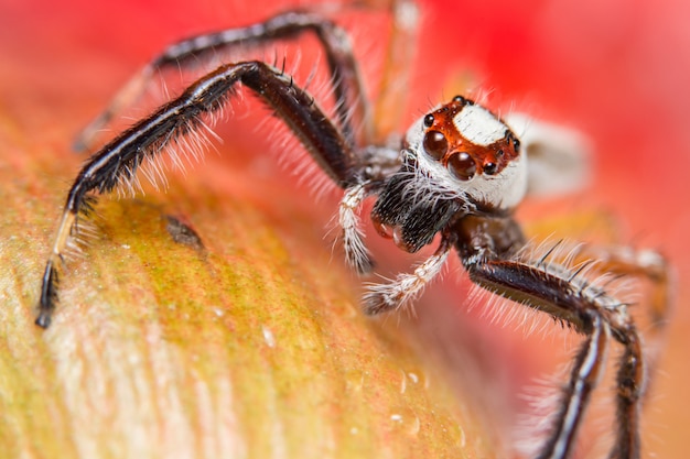 Makrospinne auf einer Niederlassung eines Blattes