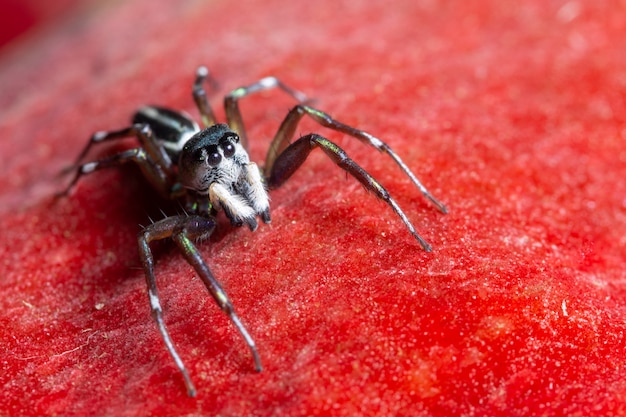 Makrospinne auf rotem Hintergrund