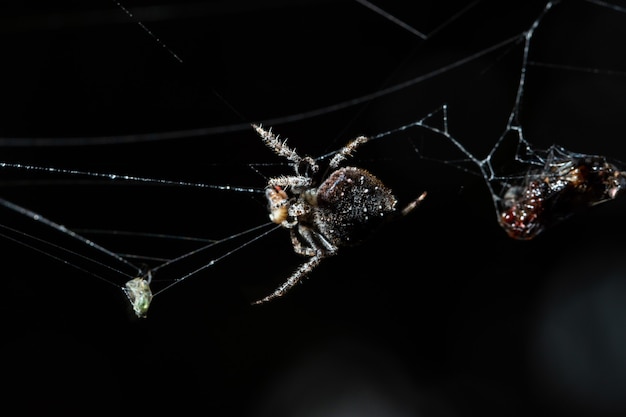 Makrospinne auf Spinnennetz