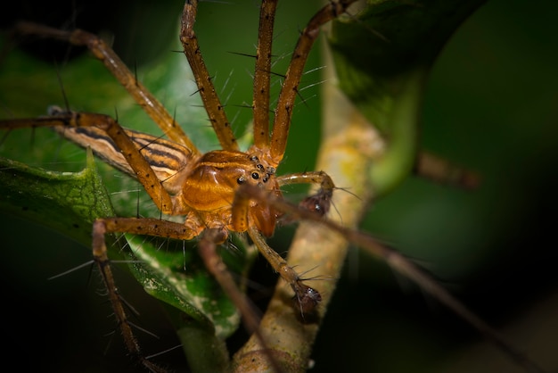 Makrospinne des selektiven Fokus und grüner Hintergrund