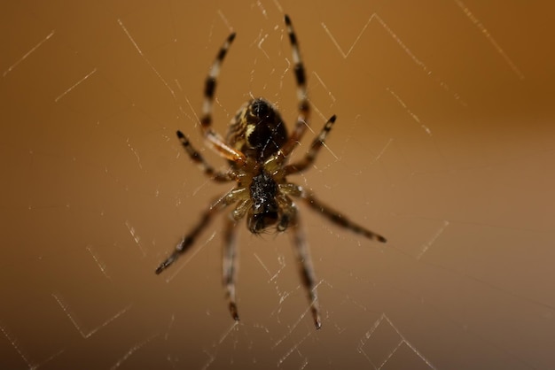 Makrospinne im Web