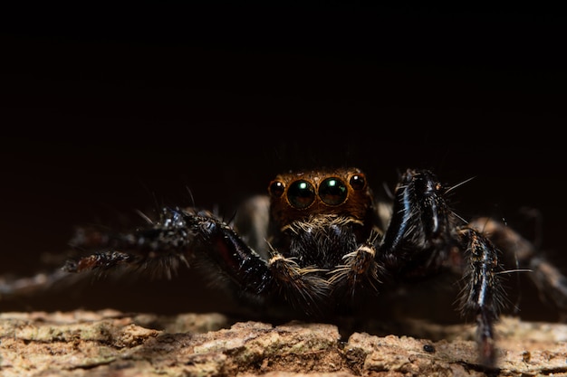 Makrospinne in der Natur