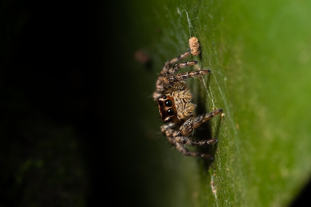 Makrospinne in der Natur