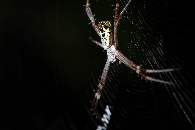 Makrospinne in der Natur