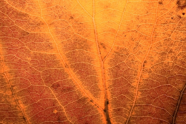 Makrotextur der Blätter / gelbes Herbstblatt, vergrößerte Makrotextur, Herbsthintergrundkonzept