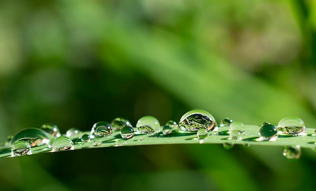 Makrotropfen Wasser auf grünem Blatt Natur Hintergrundkonzept