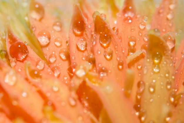 Makrowassertröpfchen des Hintergrundes auf den Blumenblättern