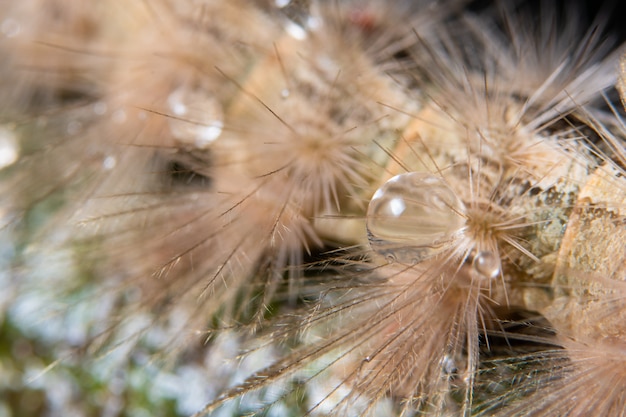 Makrowassertropfen auf Pelz