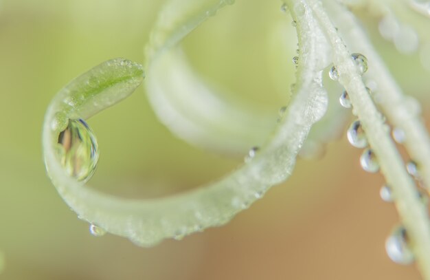 Makrowassertropfen des Hintergrundes auf der Anlage