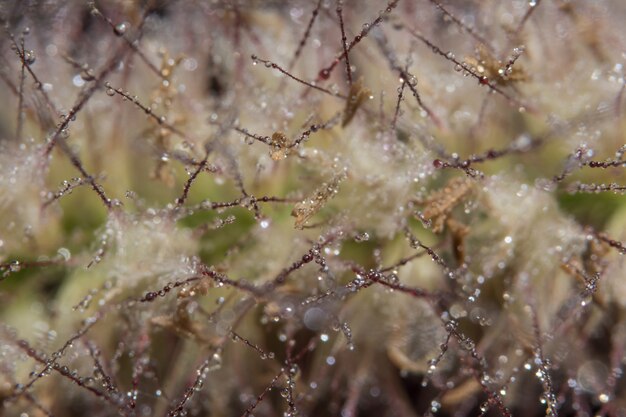 Makrowassertropfen des Hintergrundes auf Gras blüht