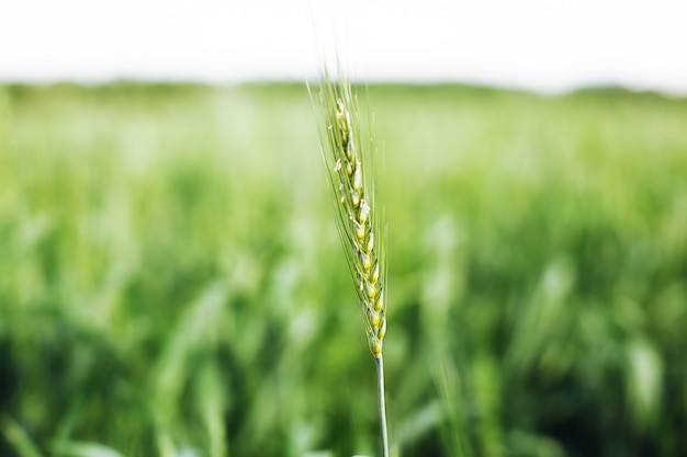 Makroweizen, Gerste. Schönes grünes Weizenohr, das im landwirtschaftlichen Feld, ländliche Landschaft wächst. Grünes unreifes Getreide. Das Konzept der Landwirtschaft, gesunde Ernährung, Bio-Lebensmittel. Nahaufnahme Ährchen