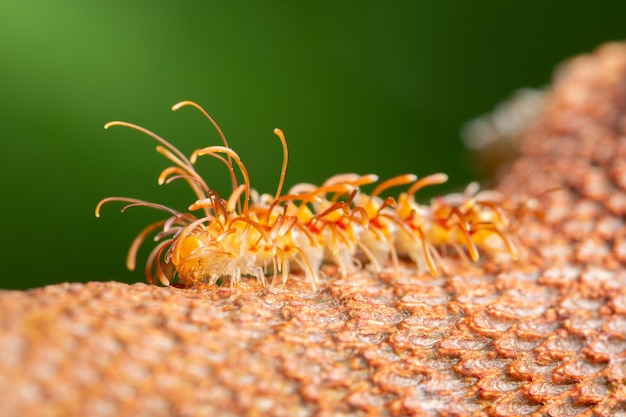 Makrowurm auf Blatt