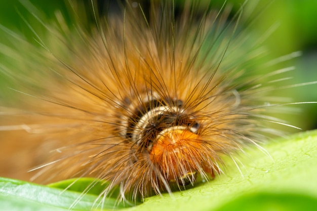 Makrowurm in der Natur auf Blatt