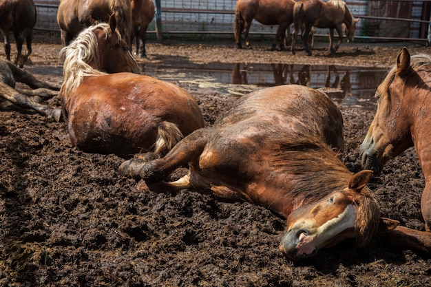 Mal cuidado de los caballos en la granja. Caballos sucios yacen y duermen en el barro de las heces.